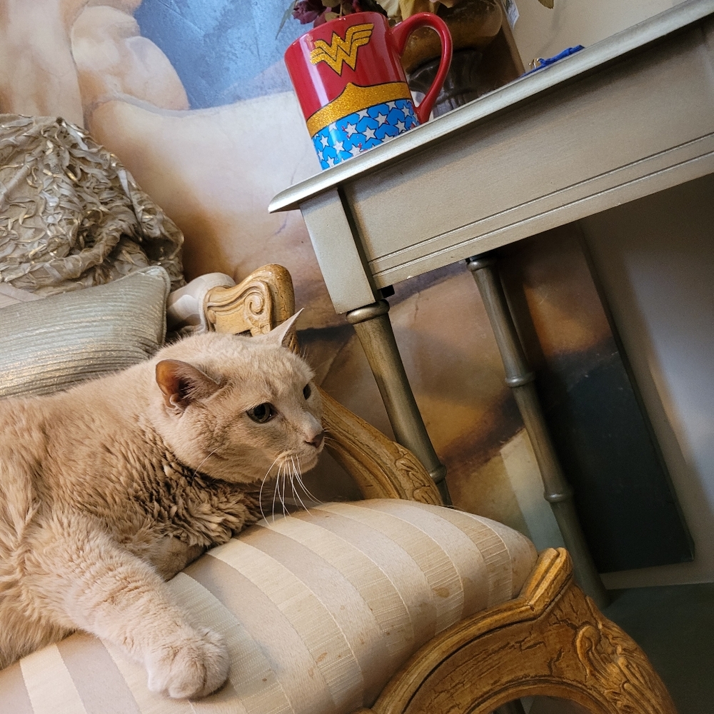 NO P2P. "TERROR, MORNING AFTER 'CAT'S I', RING.